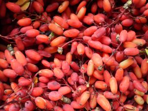 Früchte der Berberitze