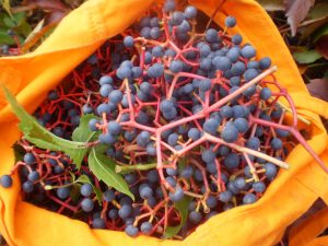 Früchte für Wilde Weinmarmelade sammeln.