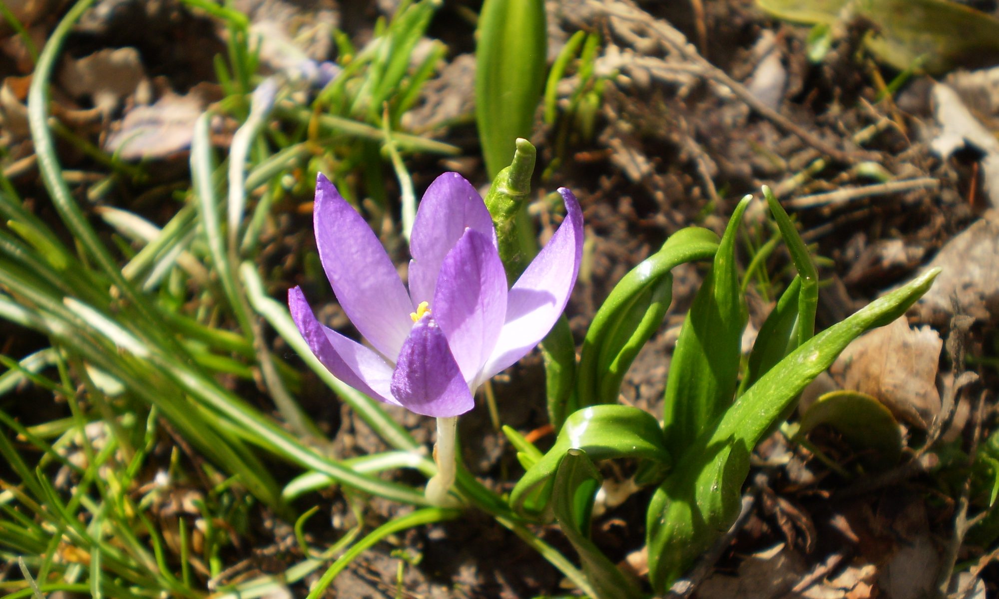 Wilder Krokus