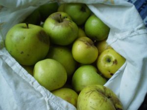 Gesammelte Äpfel für Wildapfelmarmelade 