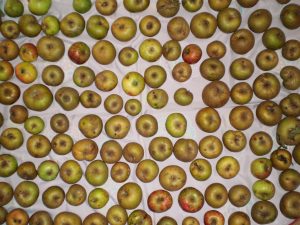Äpfel sammeln