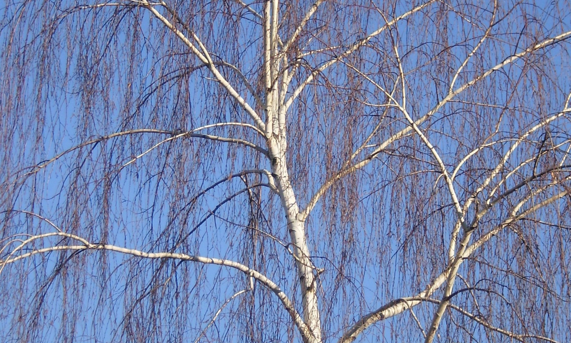 Birke