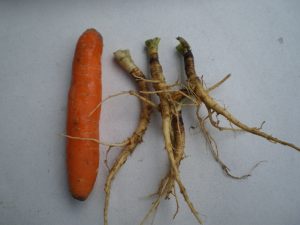 Gartenkarotte und Wilde Karotte im Vergleich