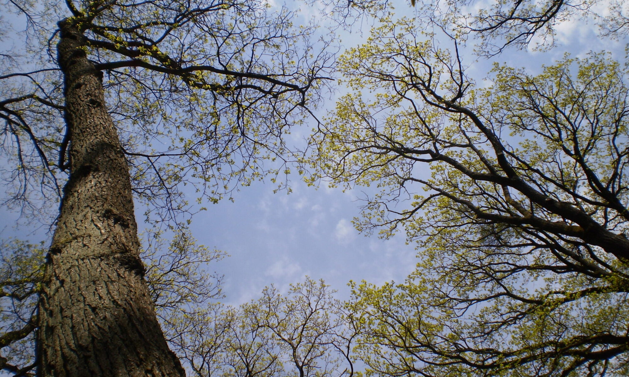 Bäume mit ersten Blättern