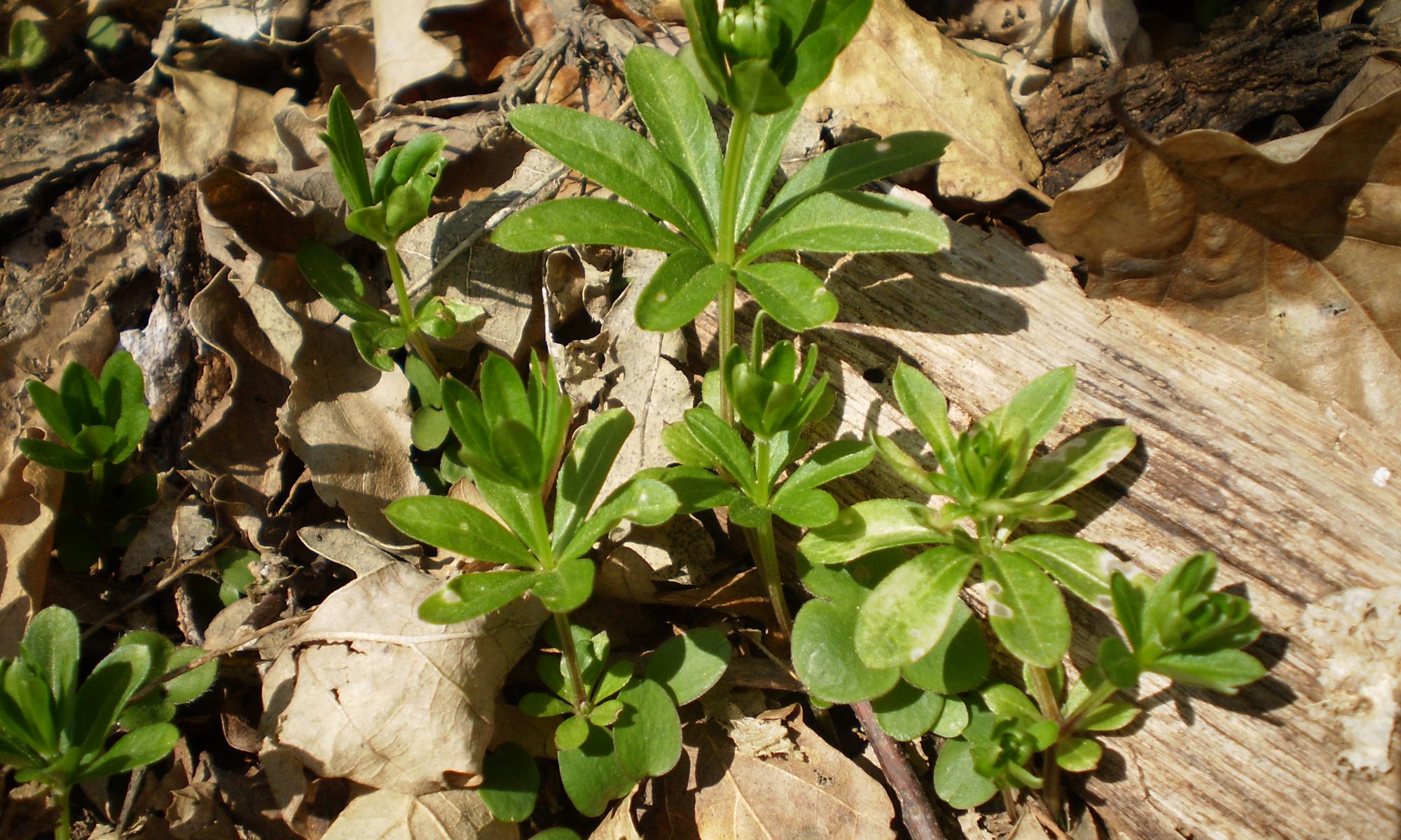 Waldmeister