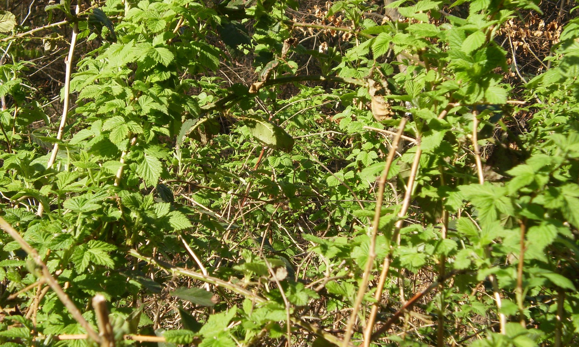 Himbeere im Frühling