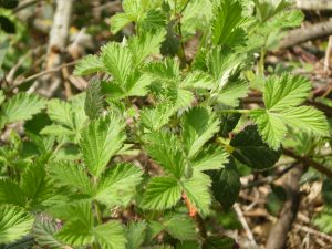 Junge Brombeerblätter im Frühling