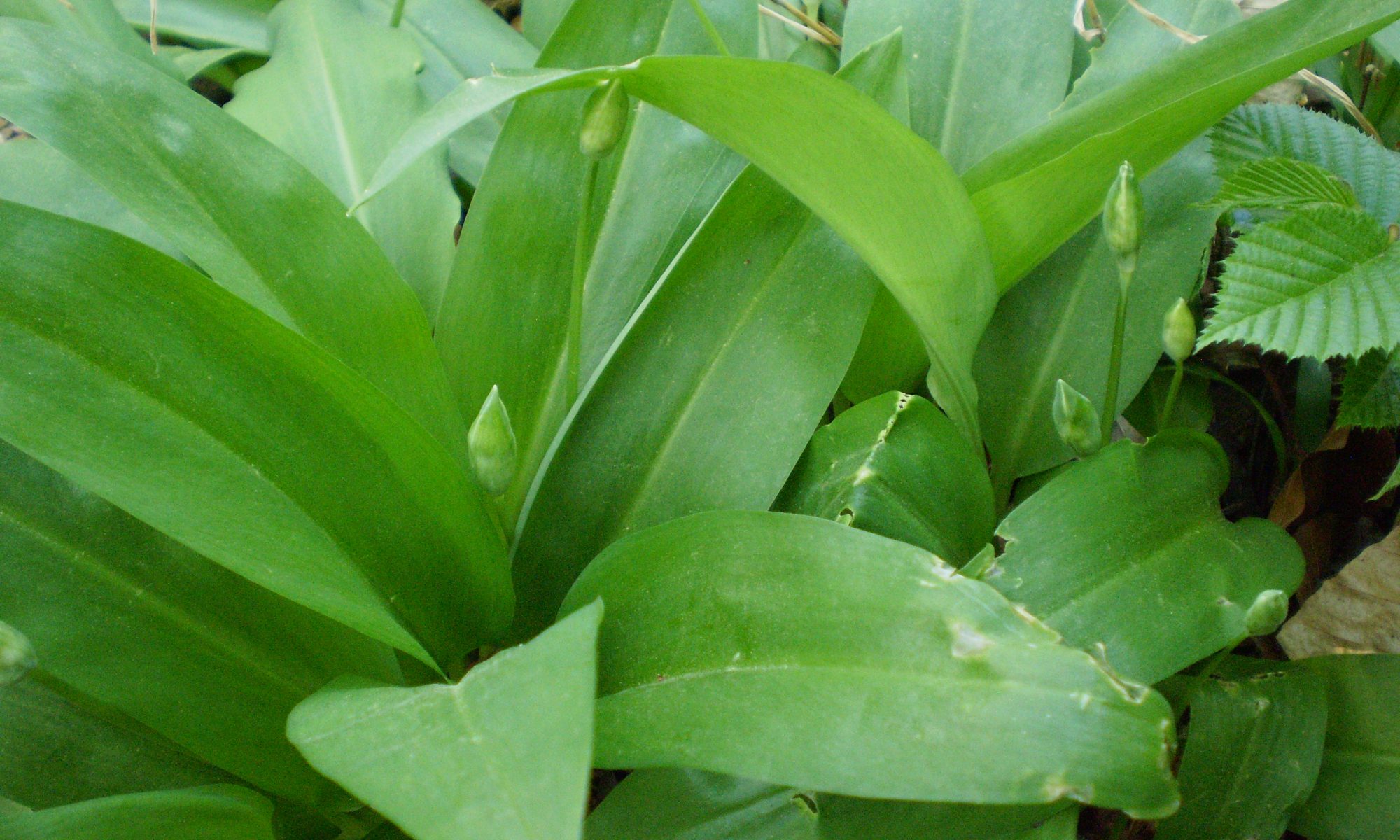 Bärlauch mit Knospen. die sich zum Fermentieren eignen.