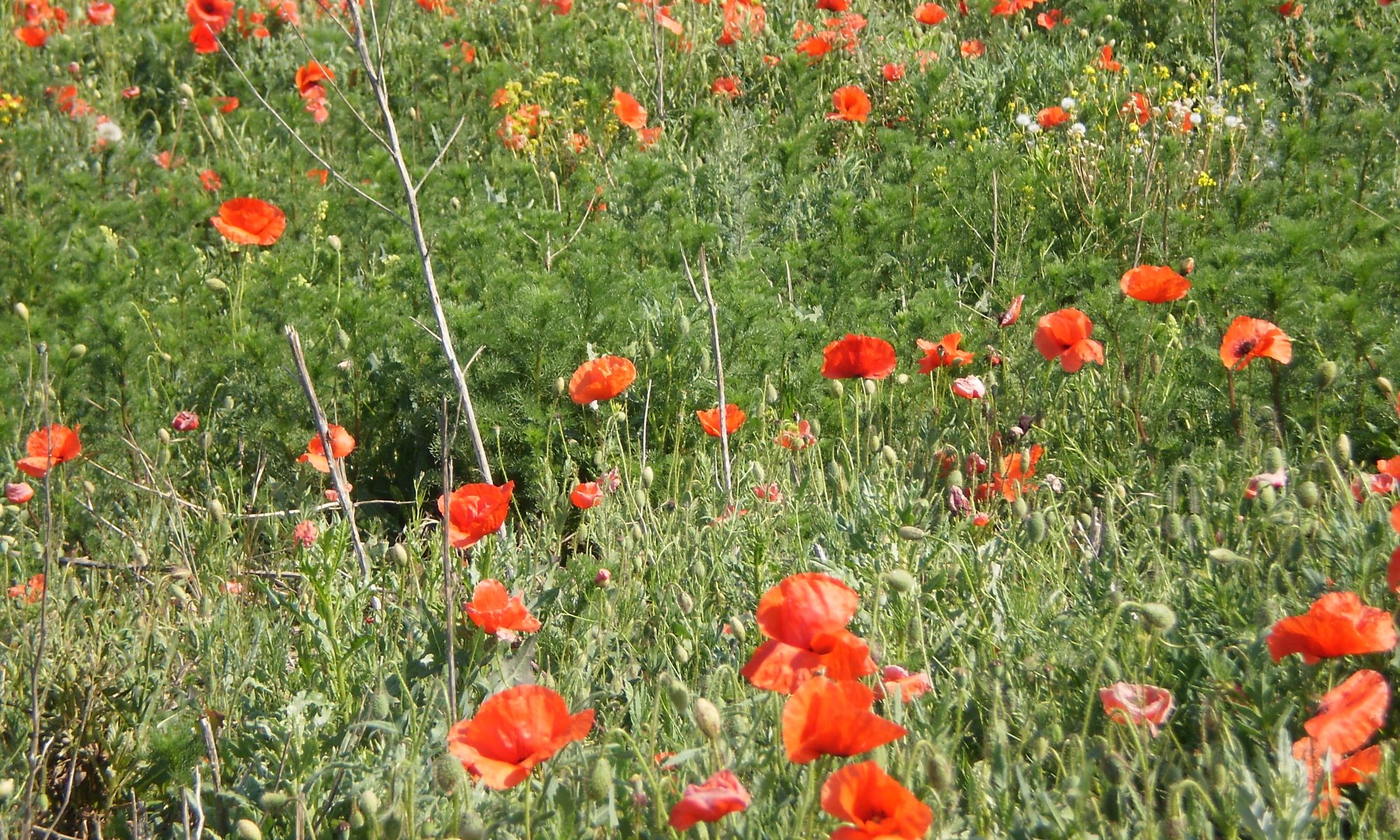 Klatschmohn