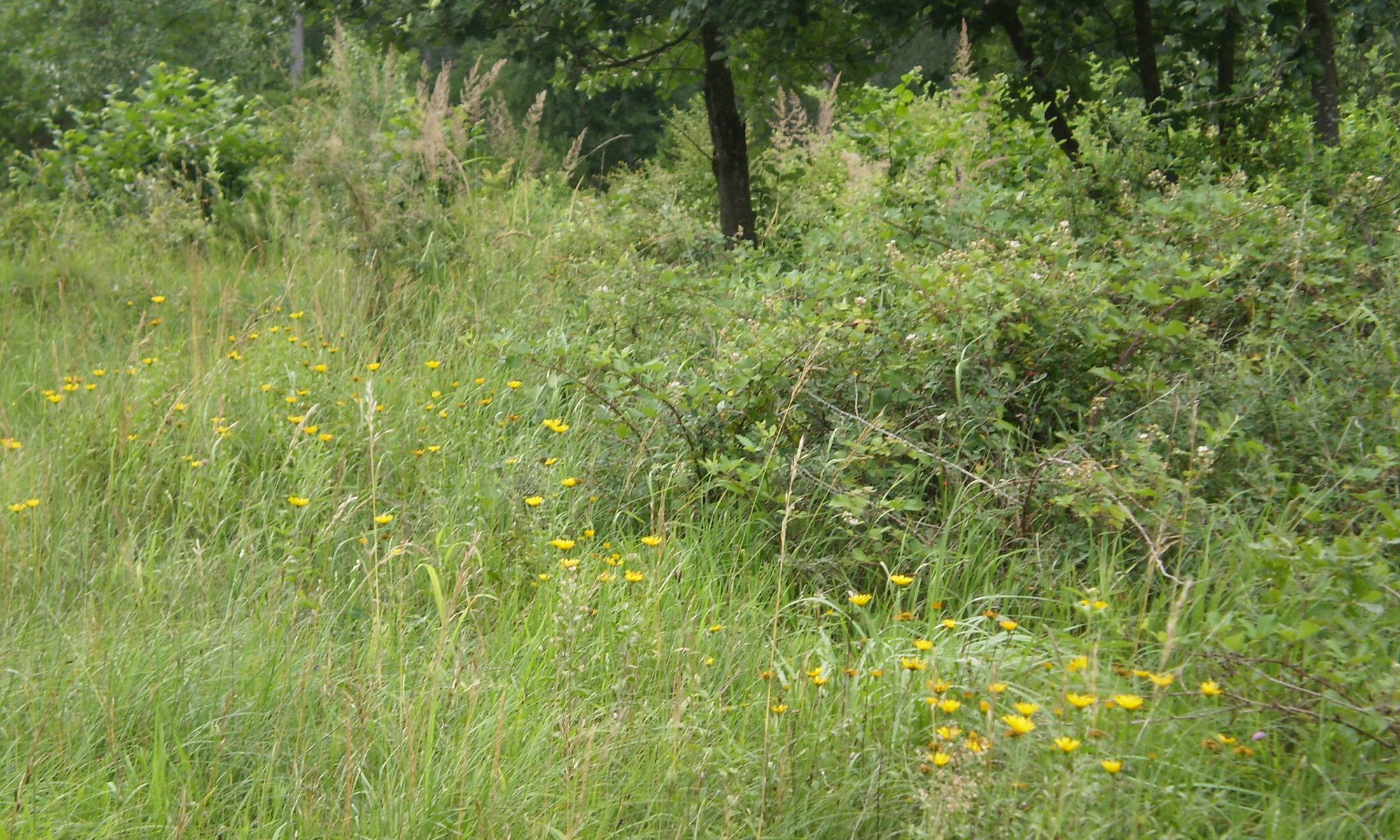 Sommerwiese mit Ochsenauge