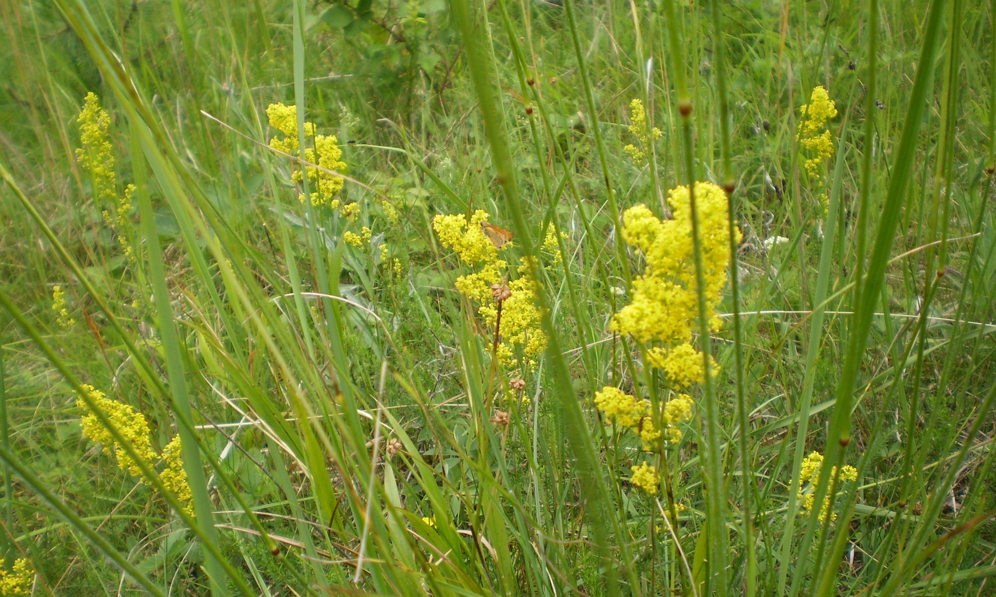 Echtes Labkraut