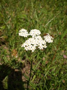 Schafgarbenblüte