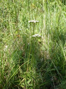 Schafgarbe auf der Wiese