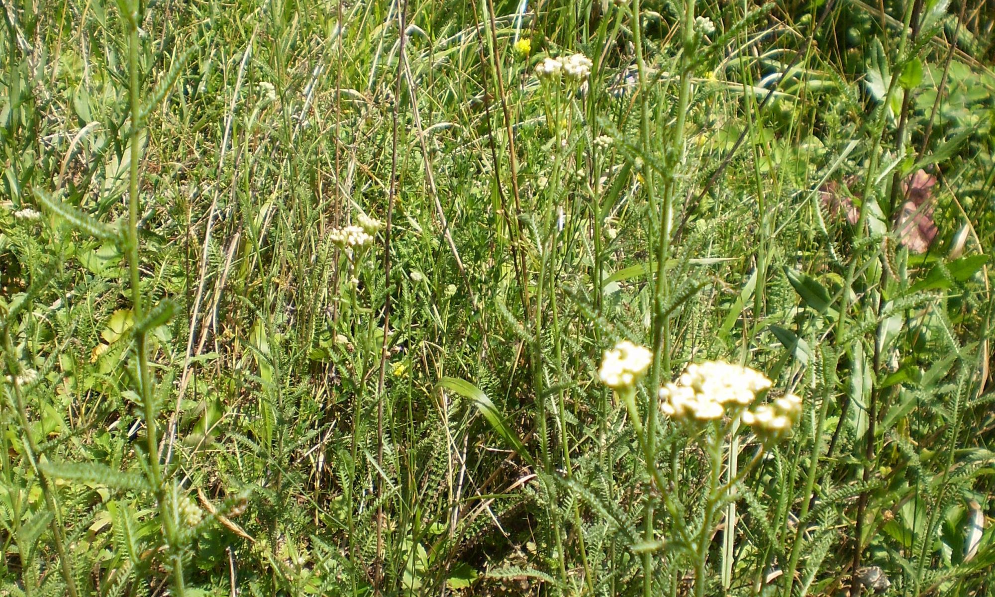 Schafgarben auf der Wiese