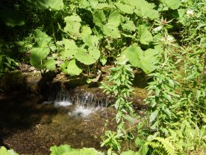 Bächlein im Sommerwald