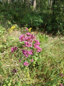 Dost mit Schmetterling