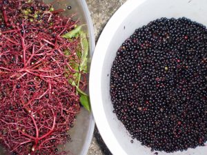 Reife Holunderbeeren für Holundermarmelade abrebeln.