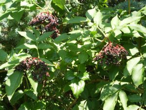 Holunderbeeren am Busch.