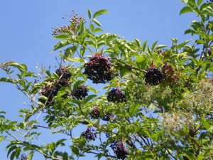 Holunderbeeren am Busch