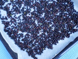 Holunderbeeren für Früchtetee zum Trocknen auf ein Blech legen