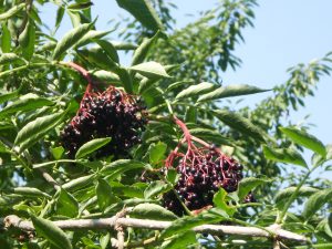 Reife Holunderbeeren für Holundermarmelade am Busch.