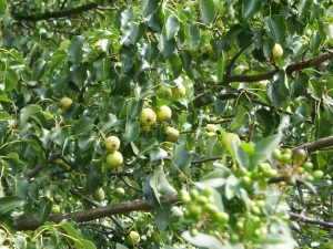 Wildbirnen am Baum