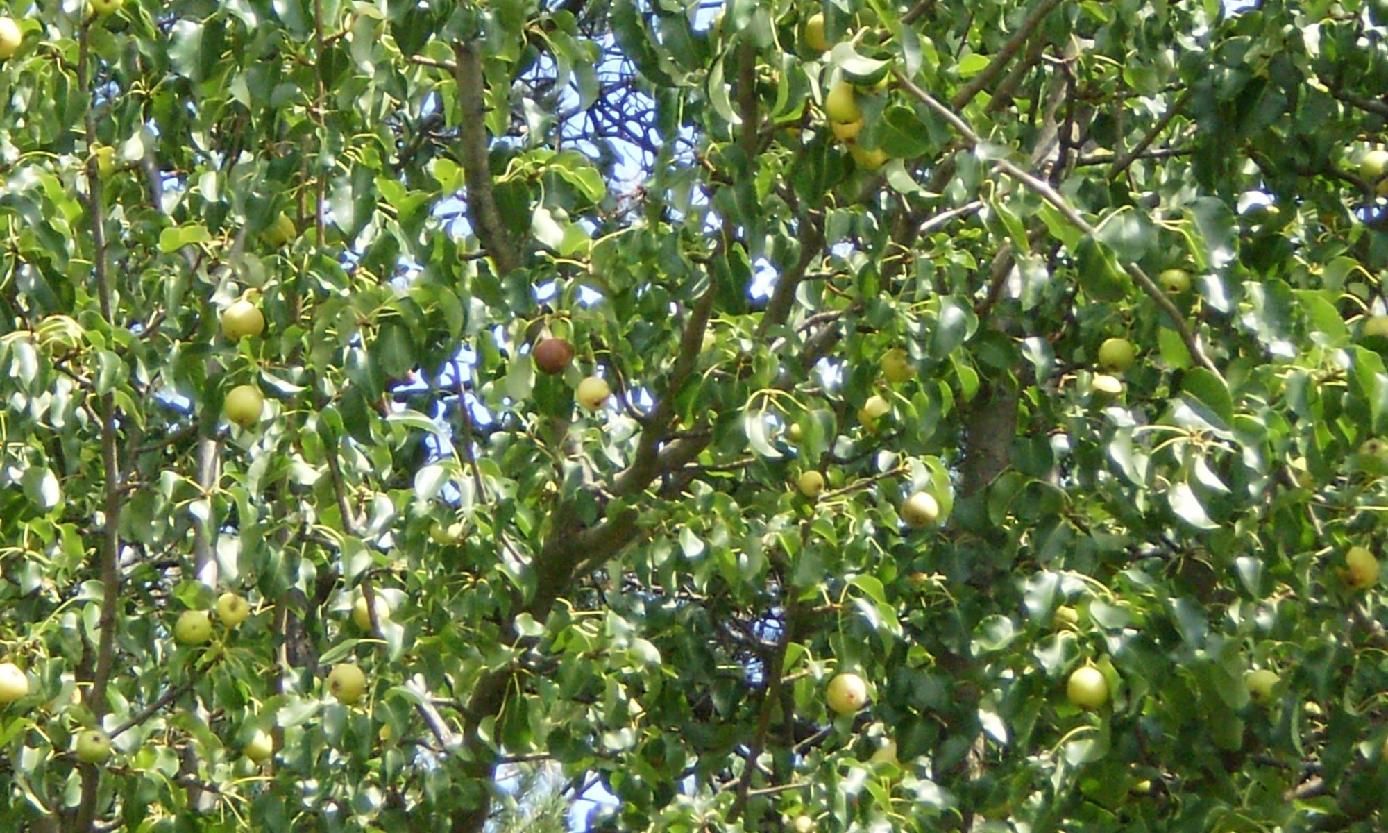 Wildbirnen am Baum.