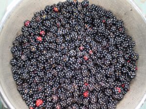 Brombeeren für Brombeermarmelade sammeln.