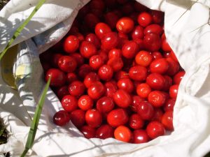 Dirndln für Marmelade sammeln.