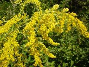 Blüte der Kanadischen Goldrute