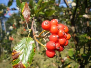 Mehlbeeren nah.