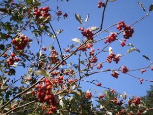 Mehlbeeren am Baum.