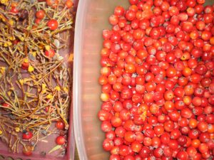 Mehlbeeren für Marmelade entstielen.