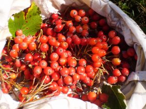 Mehlbeeren für Marmelade sammeln.