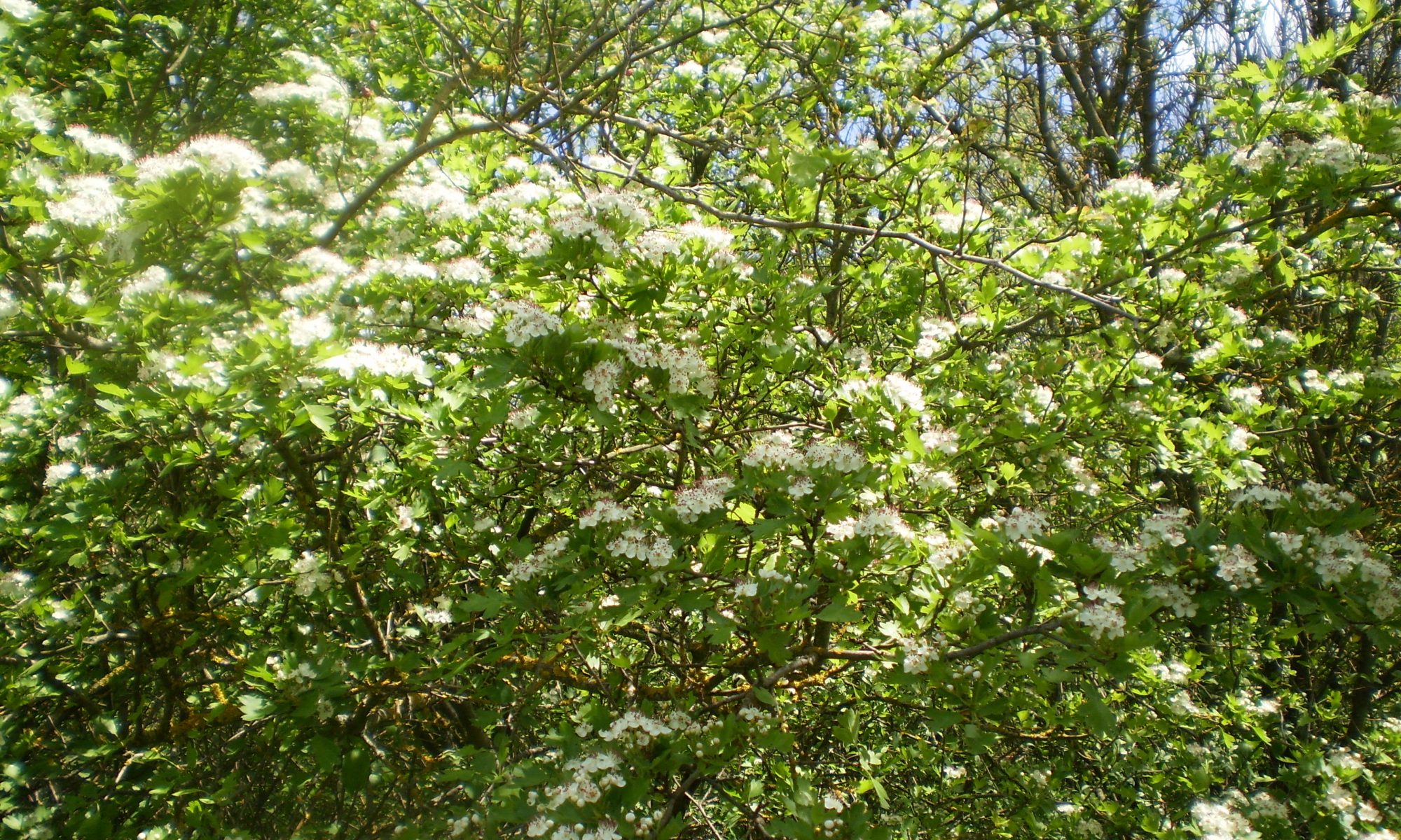 Weißdorn in der Blüte.