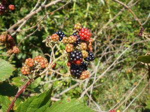 Wilde Brombeere.