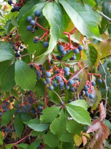 Wilder Wein mit Früchten