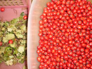 Weißdornfrüchte für Weißdornmarmelade abrebeln.