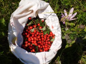 Weißdornfrüchte für Weißdornmarmelade sammeln.