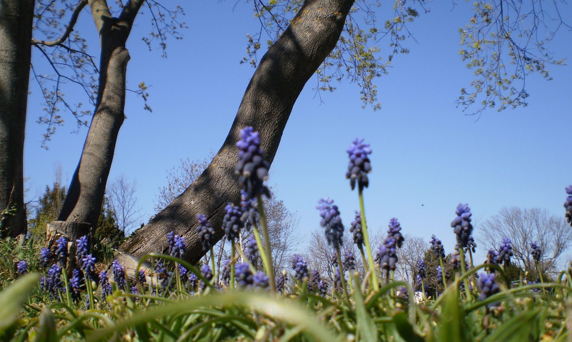 Holunder – Wildsammlung