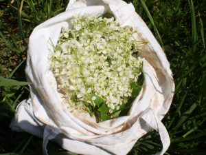 Gesammelte Traubenkirschenblüten