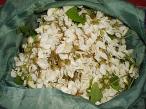 Gesammelte Robinienblüten für Kräutertee