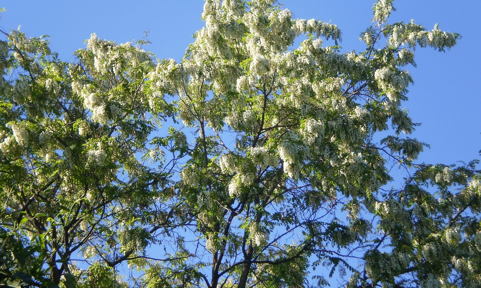 Robinie mit Blüten