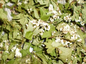 Weißdornblüten für Kräutertee trocknen.