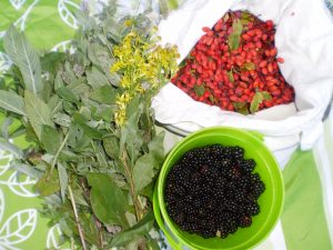 Berberitzen, Rossminze, Goldrute und Brombeeren