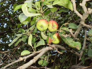 Wildäpfel am Baum