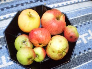 Gesammelte Wildäpfel für Marmelade mit Wildem Wein