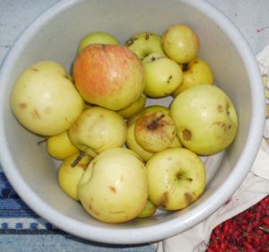 Äpfel für Wildapfelessig sammeln