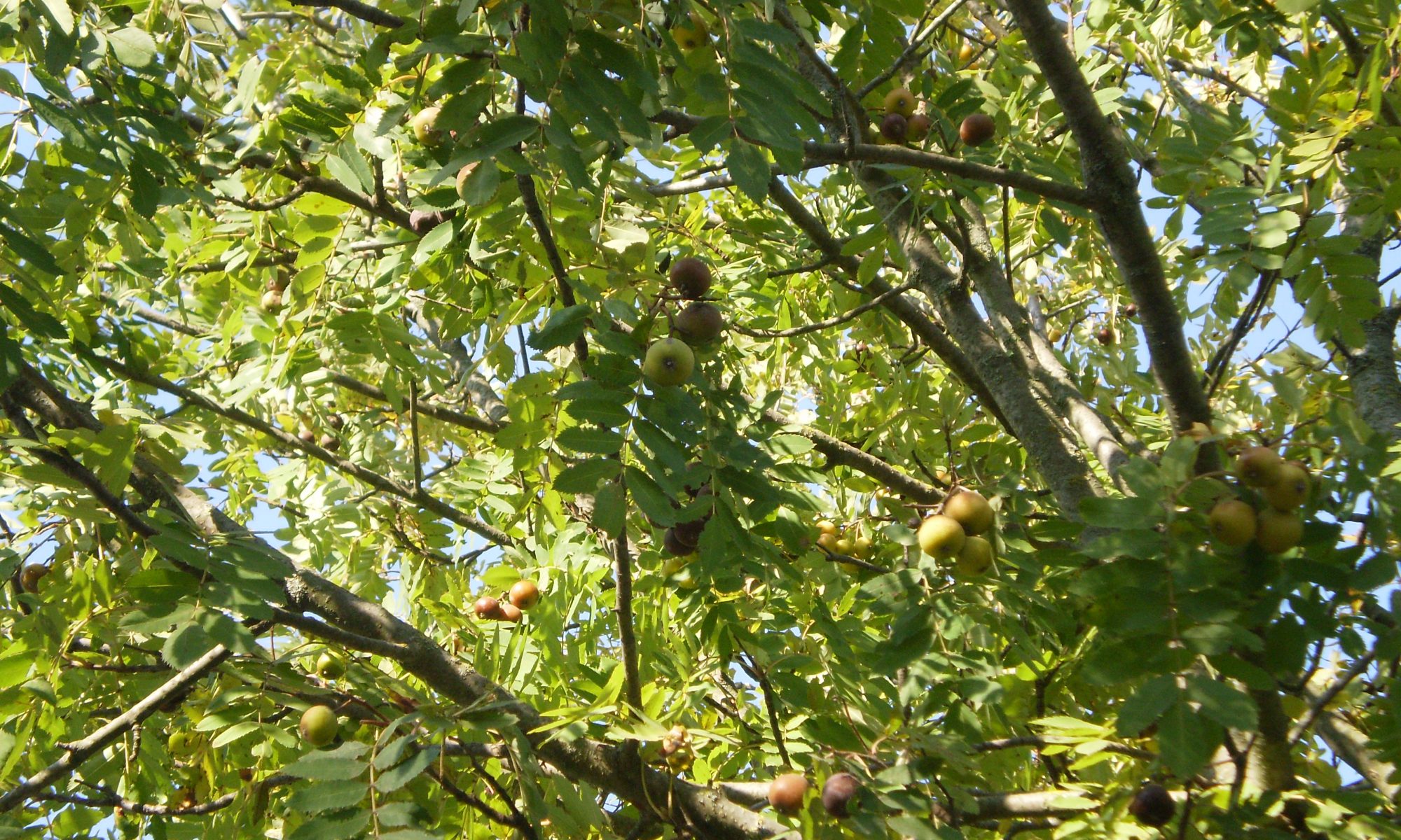 Blick in einen Speierlingbaum