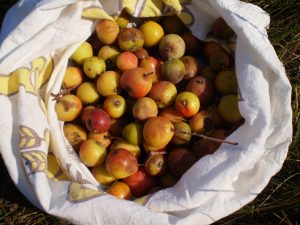 Speierlinge für Speierlingmarmelade sammeln